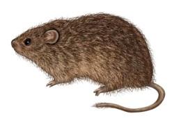 Cotton Rat
